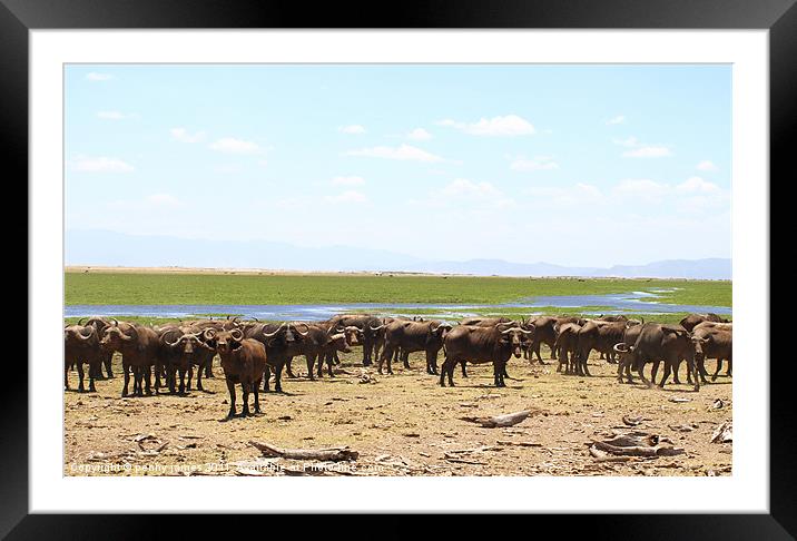 buffalo army Framed Mounted Print by penny james