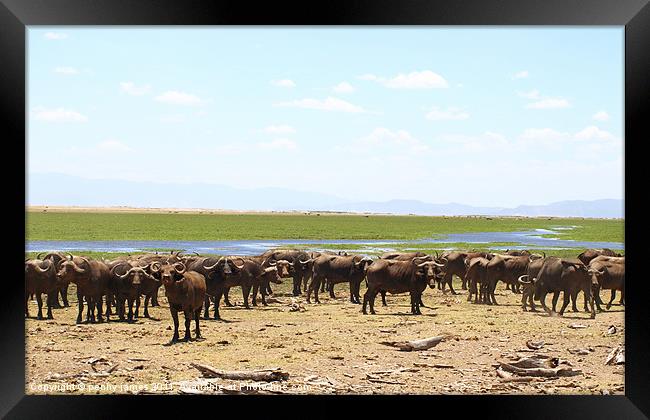 buffalo army Framed Print by penny james