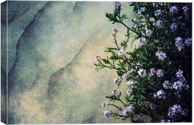 Flowers On Windswept Sand Canvas Print by Anne Macdonald