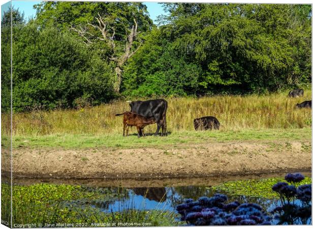 A Summers Day  Canvas Print by Jane Metters