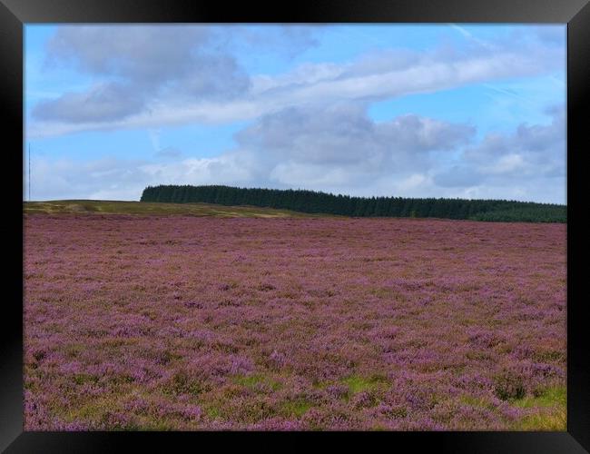 The Heather in Bloom Framed Print by Roy Hinchliffe