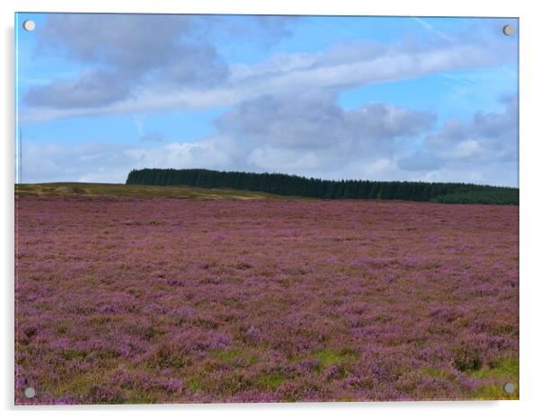 The Heather in Bloom Acrylic by Roy Hinchliffe