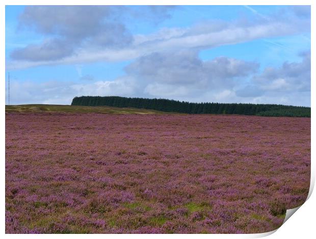 The Heather in Bloom Print by Roy Hinchliffe