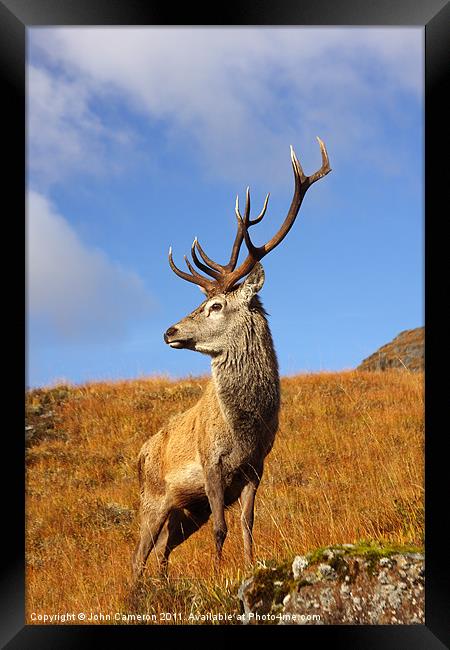 Majestic Red Deer Stag in the Scottish Highlands Framed Print by John Cameron