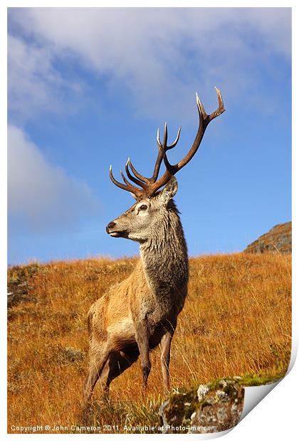 Majestic Red Deer Stag in the Scottish Highlands Print by John Cameron