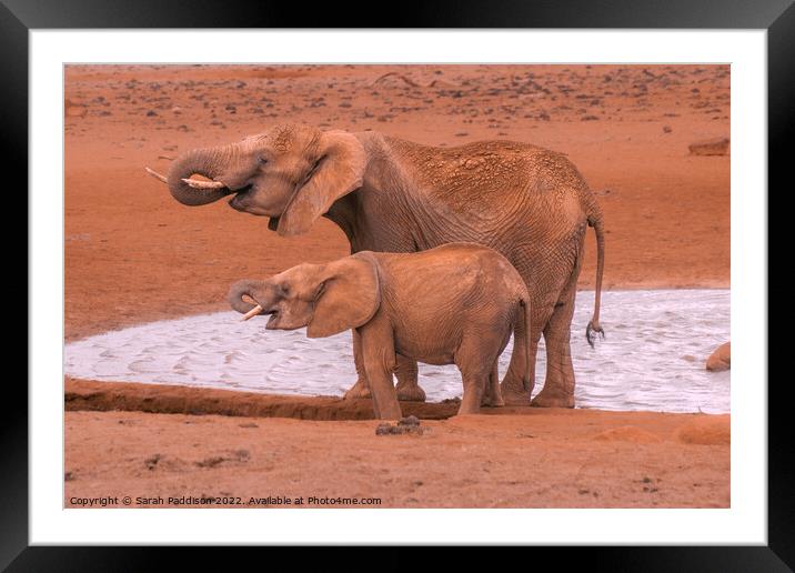 Synchronised drinking Framed Mounted Print by Sarah Paddison