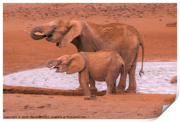 Synchronised drinking Print by Sarah Paddison