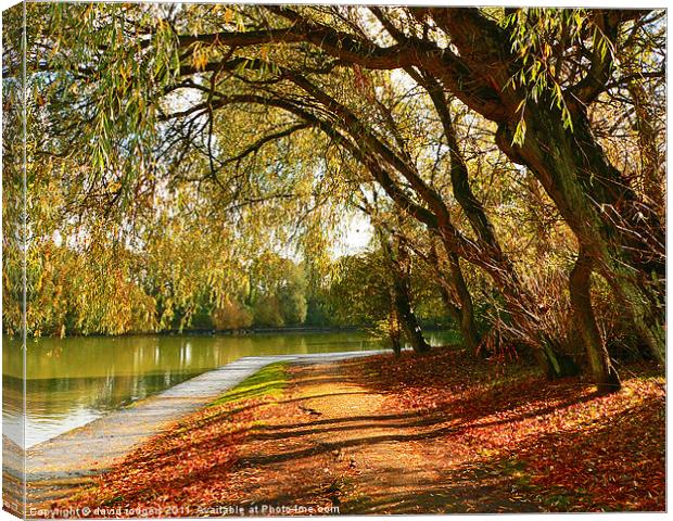 Autumn  in  the park Canvas Print by david rodgers