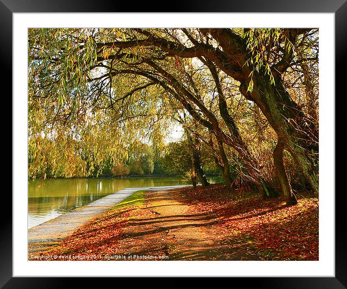 Autumn  in  the park Framed Mounted Print by david rodgers