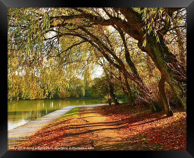 Autumn  in  the park Framed Print by david rodgers