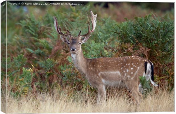 Fallow stag with newly developed antlers Canvas Print by Kevin White
