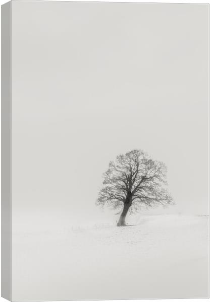 Abstract Minimalistic Tree  Canvas Print by Duncan Loraine