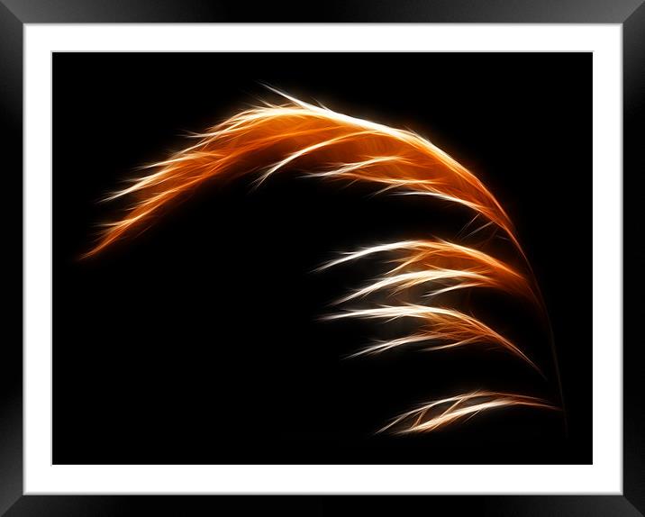 Pampas Framed Mounted Print by Sam Smith