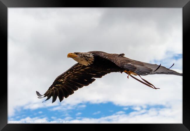 Majestic Eagle Soaring High Framed Print by Adam Clare
