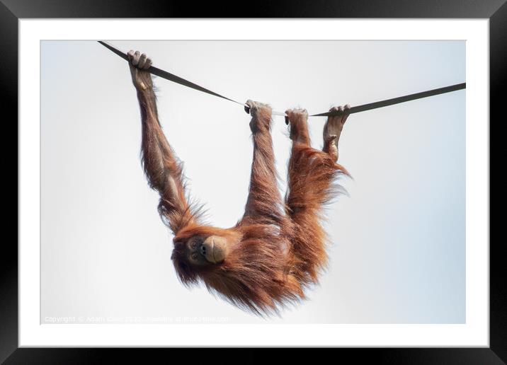 Enchanting Orangutan Smile Framed Mounted Print by Adam Clare