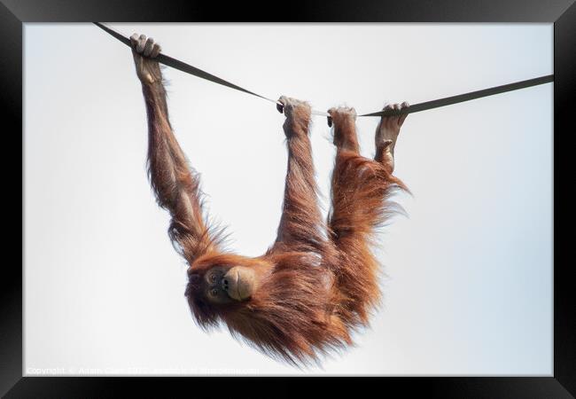 Enchanting Orangutan Smile Framed Print by Adam Clare