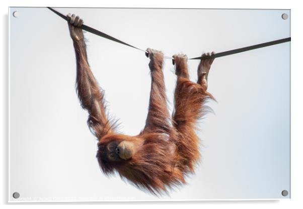 Enchanting Orangutan Smile Acrylic by Adam Clare