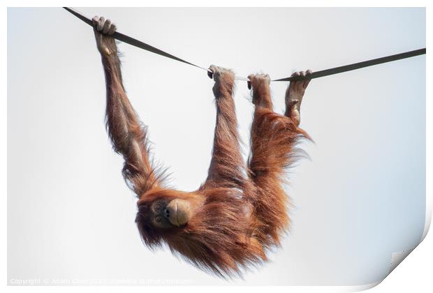 Enchanting Orangutan Smile Print by Adam Clare