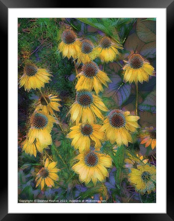 Golden Coneflower Dreamscape Framed Mounted Print by Deanne Flouton