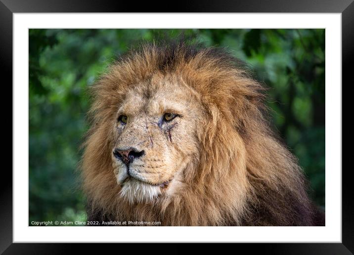 Majestic Lion King Framed Mounted Print by Adam Clare