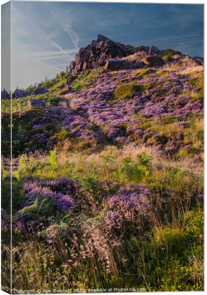 Heather on The Roaches Canvas Print by Alan Dunnett