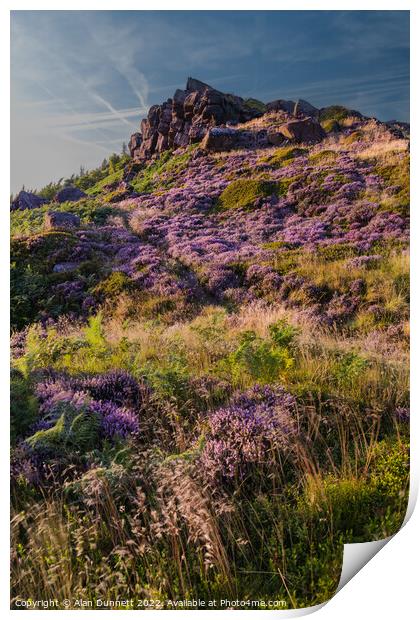 Heather on The Roaches Print by Alan Dunnett