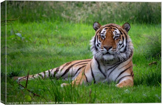 Majestic Tiger Resting in the Lush Greenery Canvas Print by Adam Clare
