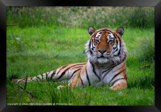 Majestic Tiger Resting in the Lush Greenery Framed Print by Adam Clare
