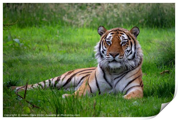 Majestic Tiger Resting in the Lush Greenery Print by Adam Clare