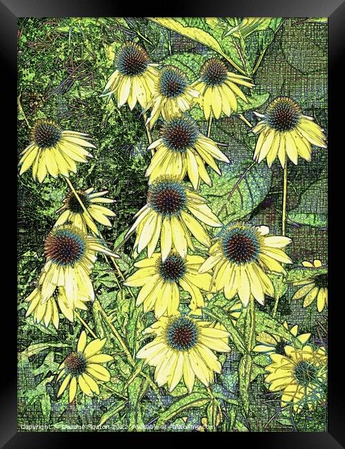 Surreal Golden Coneflowers Framed Print by Deanne Flouton