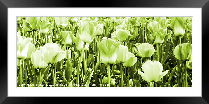 Tulips and lime Framed Mounted Print by Sharon Lisa Clarke