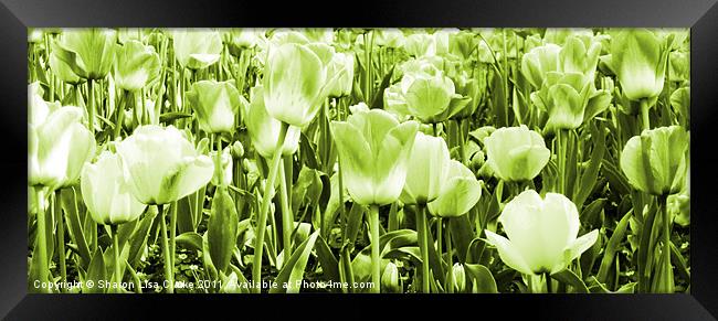 Tulips and lime Framed Print by Sharon Lisa Clarke