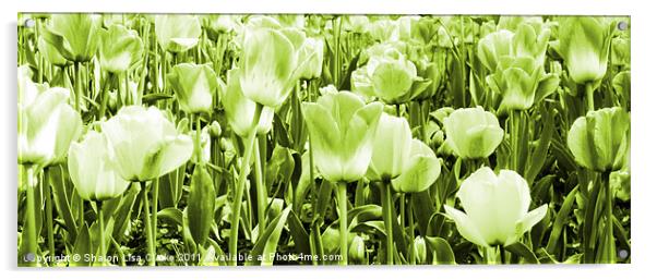 Tulips and lime Acrylic by Sharon Lisa Clarke