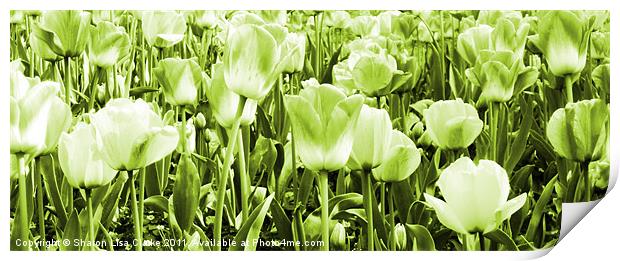 Tulips and lime Print by Sharon Lisa Clarke
