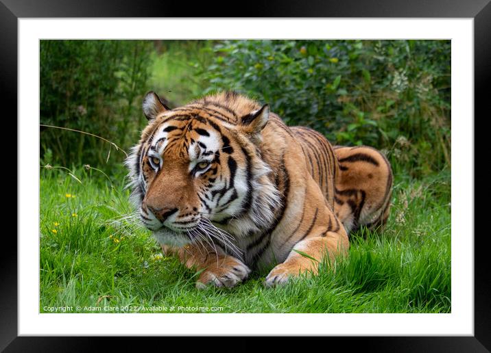 Stealthy Stripes Framed Mounted Print by Adam Clare