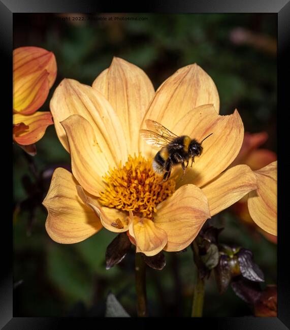 Bee and Dahlia flower Framed Print by Sue Knight