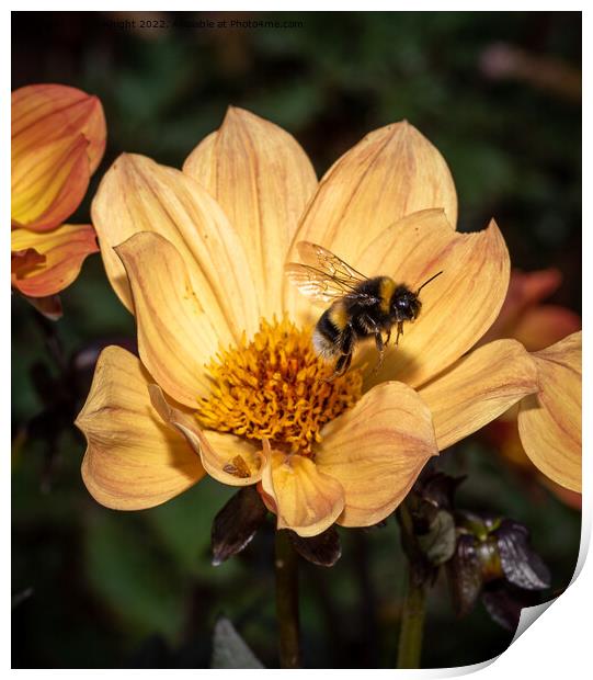 Bee and Dahlia flower Print by Sue Knight