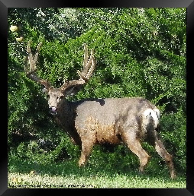 Tasty apples! Framed Print by Patti Barrett