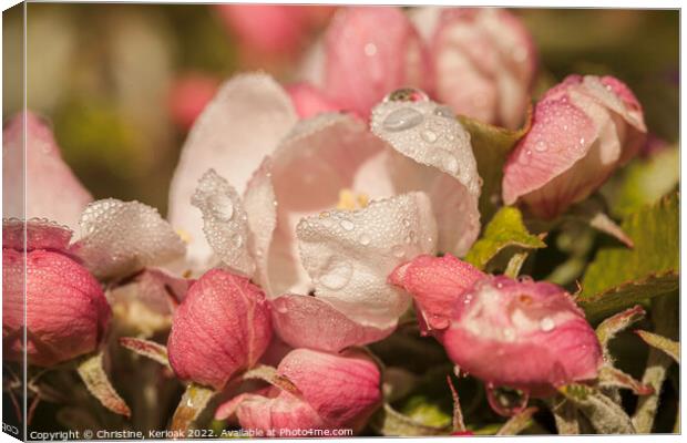 Apple Blossom with Rain Drops Canvas Print by Christine Kerioak