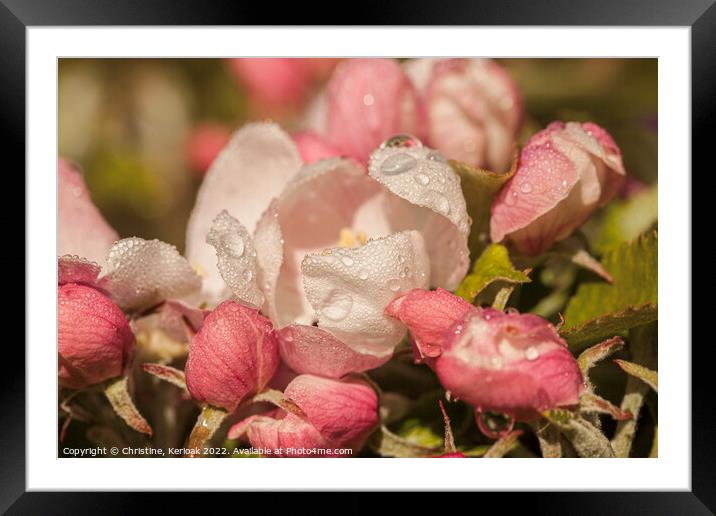 Apple Blossom with Rain Drops Framed Mounted Print by Christine Kerioak