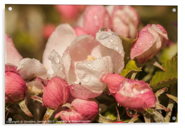 Apple Blossom with Rain Drops Acrylic by Christine Kerioak