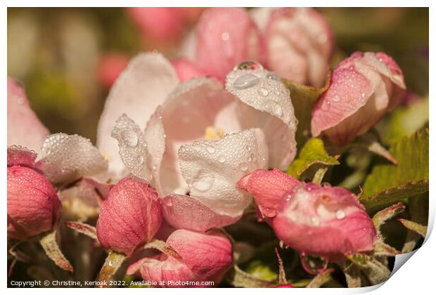 Apple Blossom with Rain Drops Print by Christine Kerioak