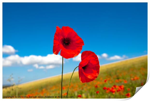 Two Red Poppies Print by Christine Kerioak