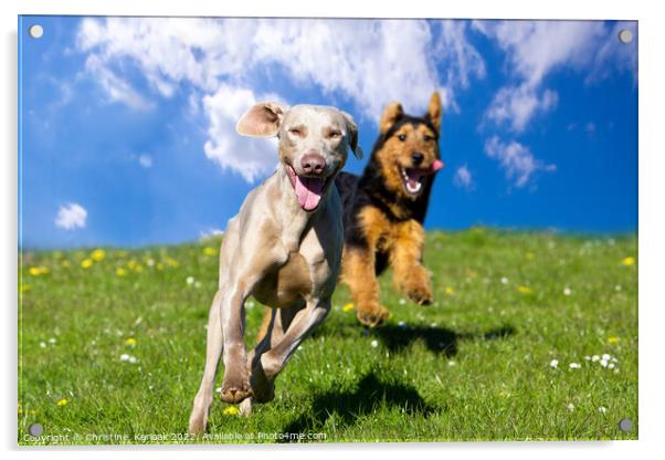 Two Happy Dogs Acrylic by Christine Kerioak