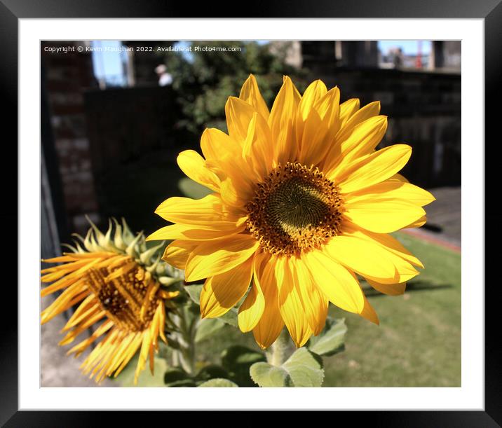 The Majestic Helianthus Framed Mounted Print by Kevin Maughan