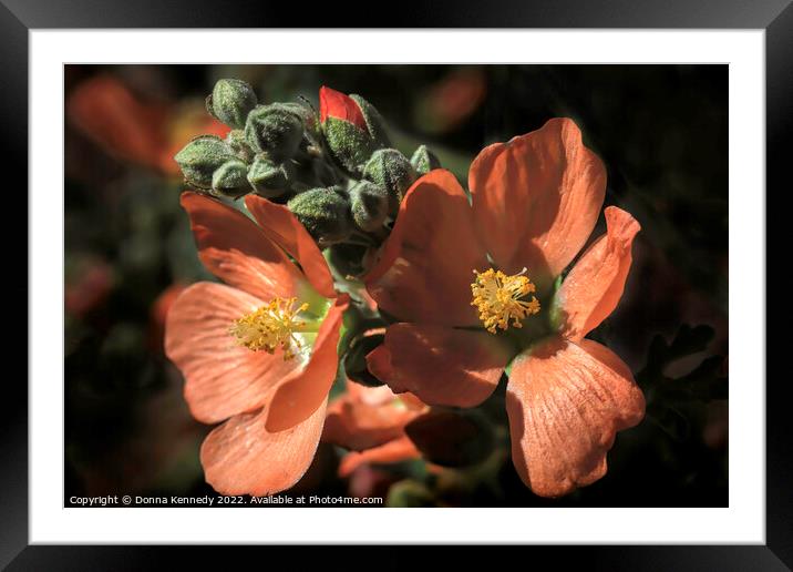 Orange Globe Mallow Framed Mounted Print by Donna Kennedy