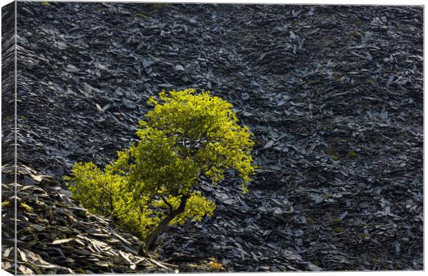 Slate and a Tree Canvas Print by Rory Trappe