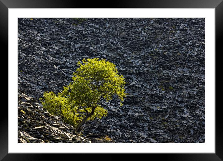 Slate and a Tree Framed Mounted Print by Rory Trappe
