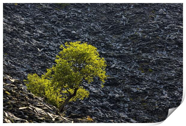Slate and a Tree Print by Rory Trappe