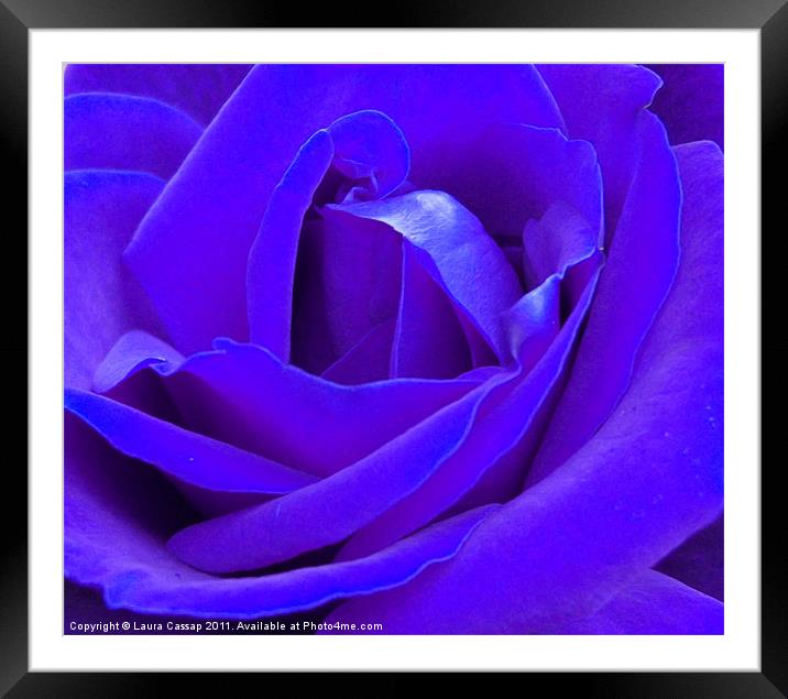 Blue Rose Framed Mounted Print by Laura Cassap